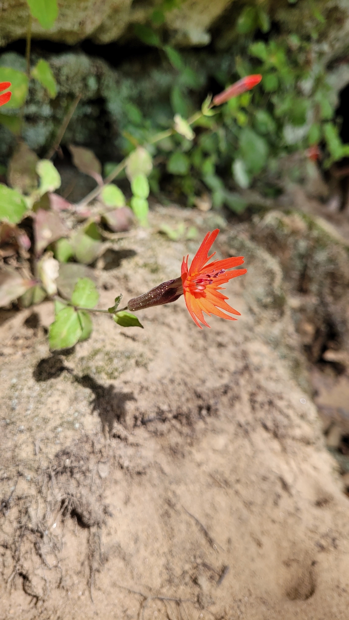 Silene rotundifolia