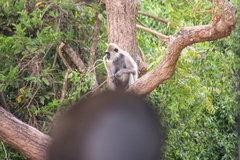 Semnopithecus priam thersites