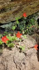 Silene rotundifolia