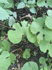Sanguinaria canadensis