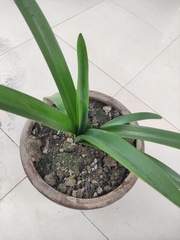 Hippeastrum striatum