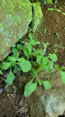 Silene rotundifolia