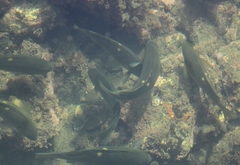 Girella nigricans