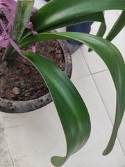 Hippeastrum striatum