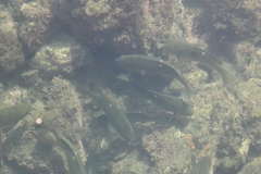 Girella nigricans