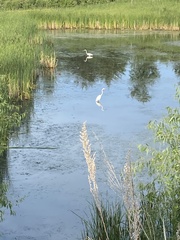 Ardea alba