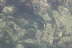 Girella nigricans