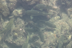 Girella nigricans