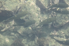 Girella nigricans