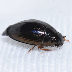 Gyrinus elevatus