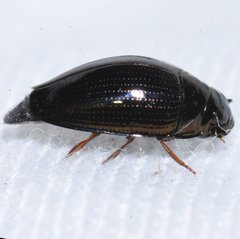 Gyrinus elevatus