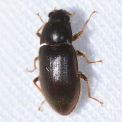 Pelonomus obscurus