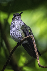 Taphrospilus hypostictus