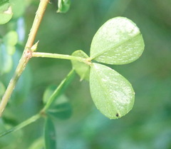 Indigofera erecta