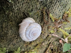 Aegista