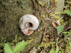 Aegista