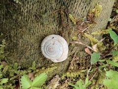 Aegista