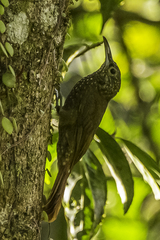 Xiphorhynchus triangularis