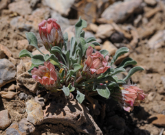 Townsendia scapigera