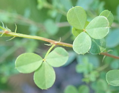 Indigofera erecta