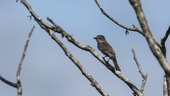 Knipolegus poecilocercus
