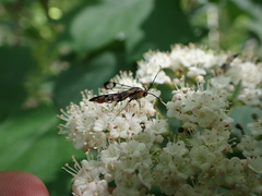 Synanthedon acerrubri