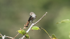 Knipolegus poecilocercus