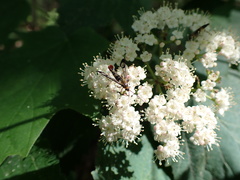 Synanthedon acerrubri