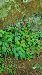 Silene rotundifolia