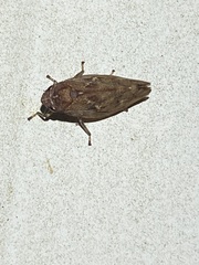 Aphrophora cribrata
