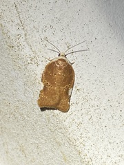 Acleris cervinana