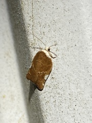 Acleris cervinana