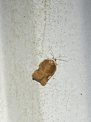 Acleris cervinana