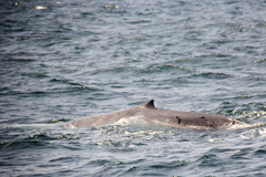 Balaenoptera musculus brevicauda