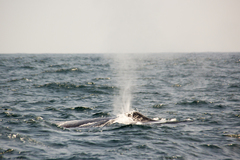 Balaenoptera musculus brevicauda