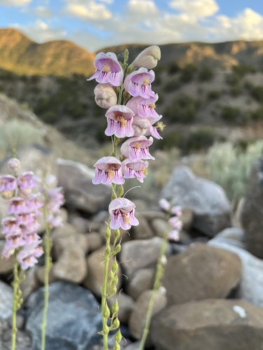 Palmer's penstemon