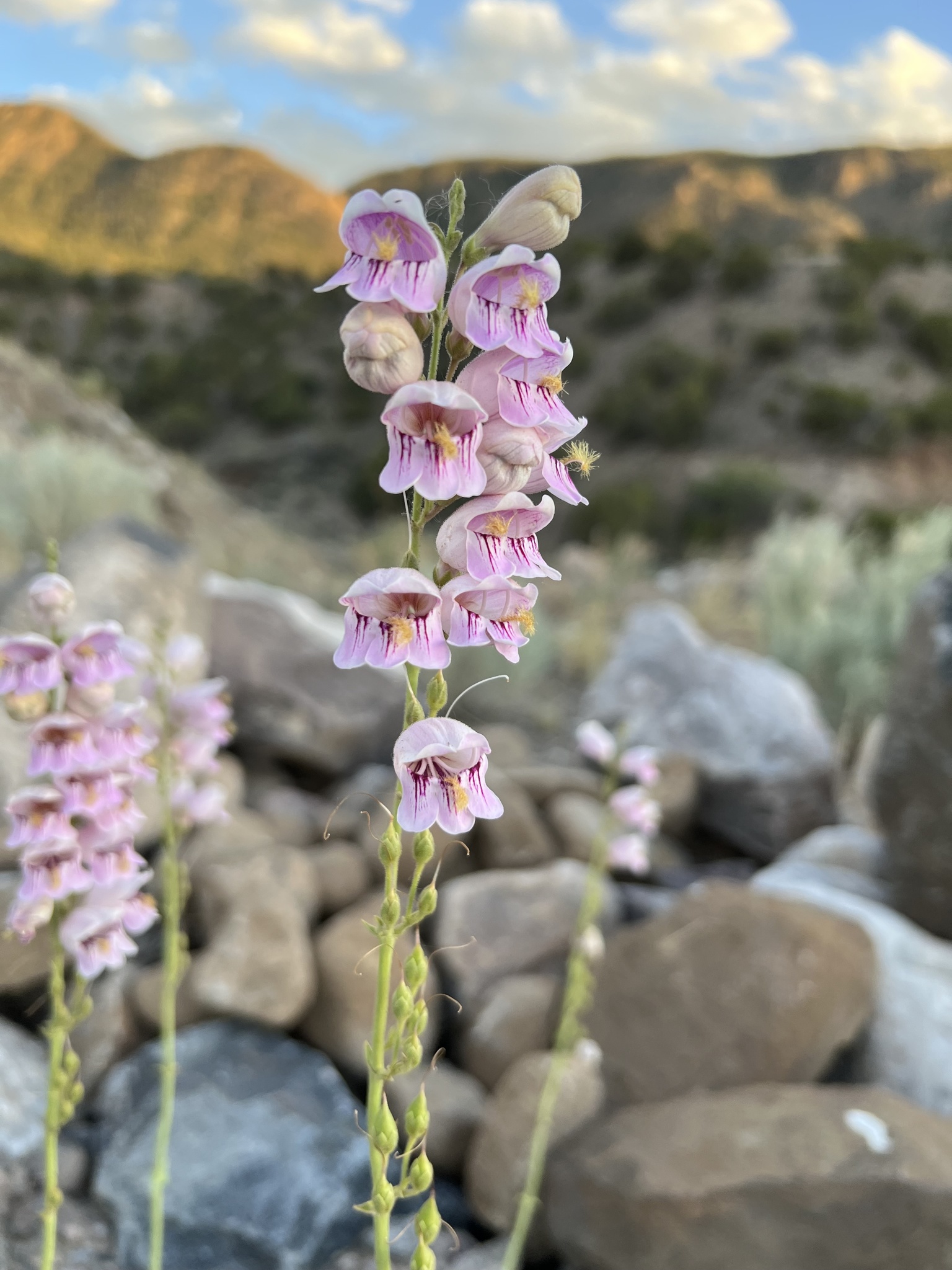 Penstemon palmeri