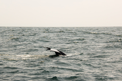 Balaenoptera musculus brevicauda