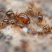 California Big-headed Ant - Photo (c) Thomas Barbin, some rights reserved (CC BY-NC), uploaded by Thomas Barbin