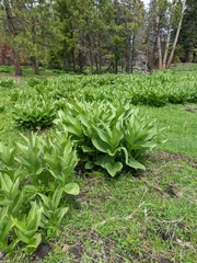Veratrum californicum