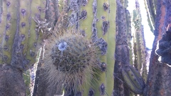 Corryocactus brevistylus