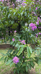 Lagerstroemia speciosa