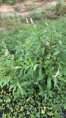 Celosia argentea