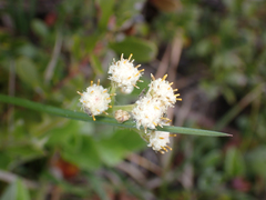 Antennaria racemosa
