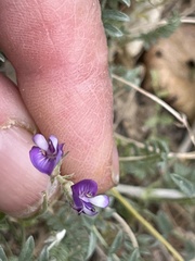 Astragalus sesquiflorus