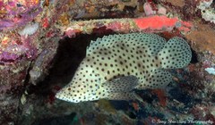 Chromileptes altivelis