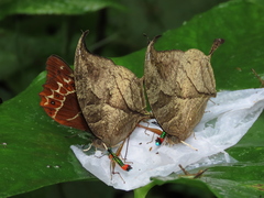 Consul panariste panariste