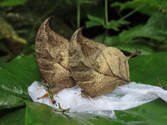 Consul panariste panariste