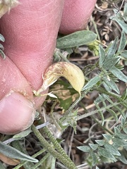 Astragalus sesquiflorus