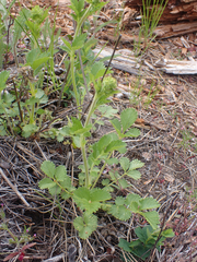 Drymocallis convallaria